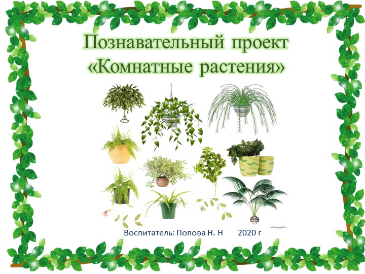 Познавательный проект "Комнатные растения" 2020 г - Скачать школьные презентации PowerPoint бесплатно | Портал бесплатных презентаций school-present.com