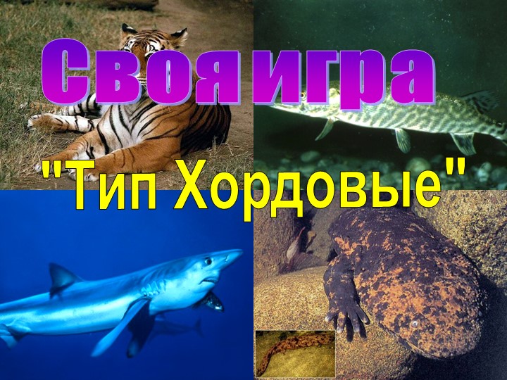 Презентация - игра "Тип хордовые" - Скачать школьные презентации PowerPoint бесплатно | Портал бесплатных презентаций school-present.com