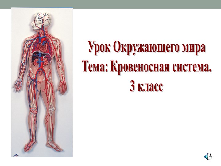 Презентация на тему "Кровеносная сиситема" - Скачать школьные презентации PowerPoint бесплатно | Портал бесплатных презентаций school-present.com