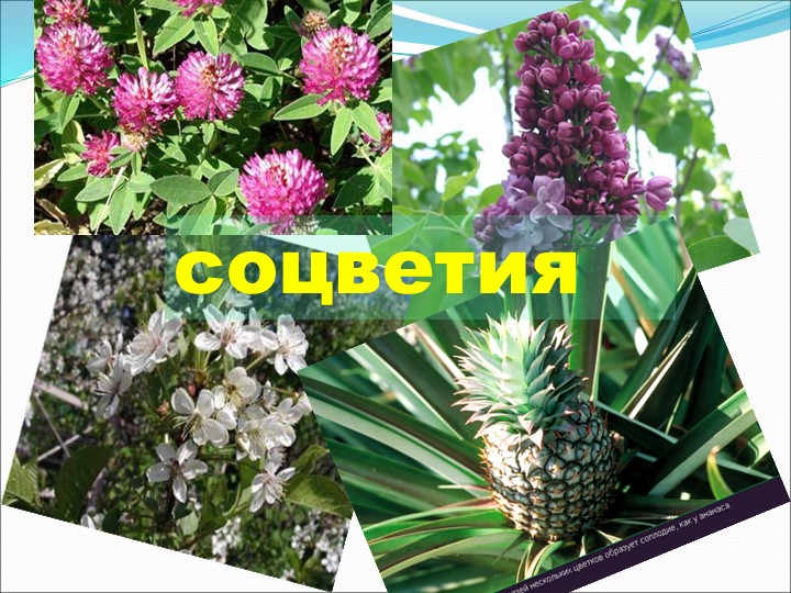 Презентация по теме "Соцветия" 6 класс - Скачать школьные презентации PowerPoint бесплатно | Портал бесплатных презентаций school-present.com