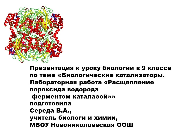 Презентация по биологии на тему "Биологические катализаторы. Лабораторная работа "Расщепление пероксида водорода ферментом каталазой" (9 класс) - Скачать школьные презентации PowerPoint бесплатно | Портал бесплатных презентаций school-present.com