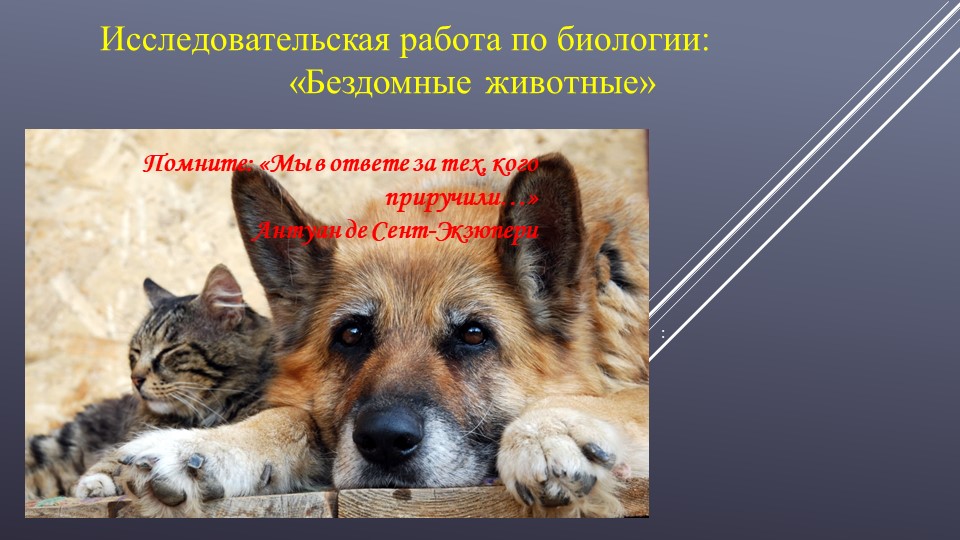Исследовательская работа по теме "Бездомные животные" - Скачать школьные презентации PowerPoint бесплатно | Портал бесплатных презентаций school-present.com