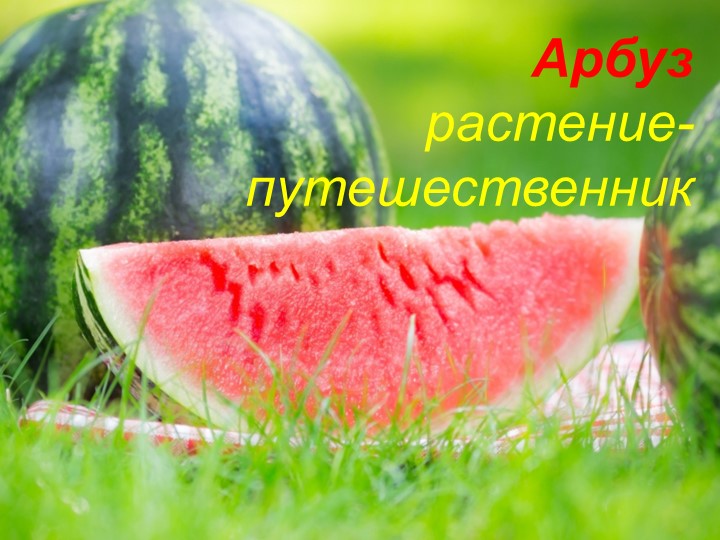 Презентация на тему "Арбузник" - Скачать школьные презентации PowerPoint бесплатно | Портал бесплатных презентаций school-present.com