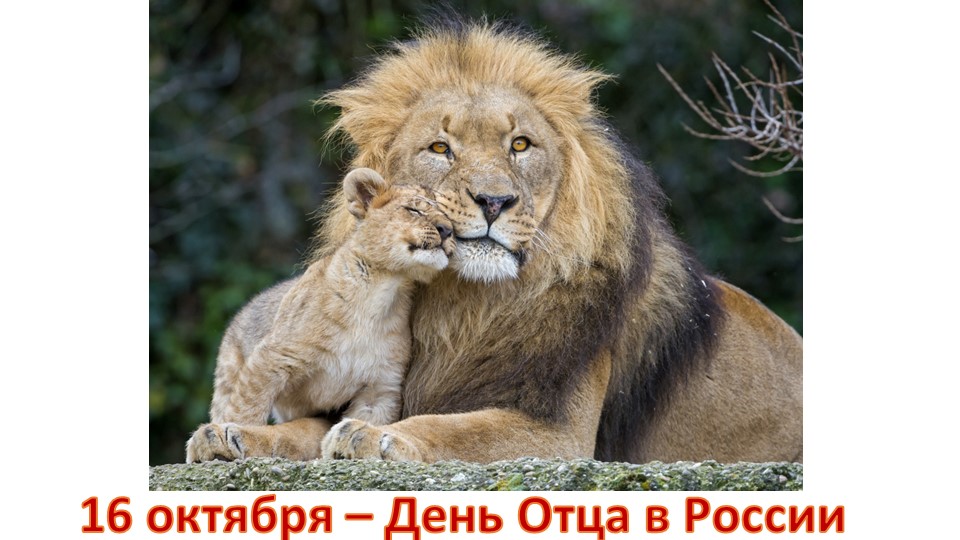 Презентация для "Разговоров о важном", День Отца, 7 класс - Скачать школьные презентации PowerPoint бесплатно | Портал бесплатных презентаций school-present.com