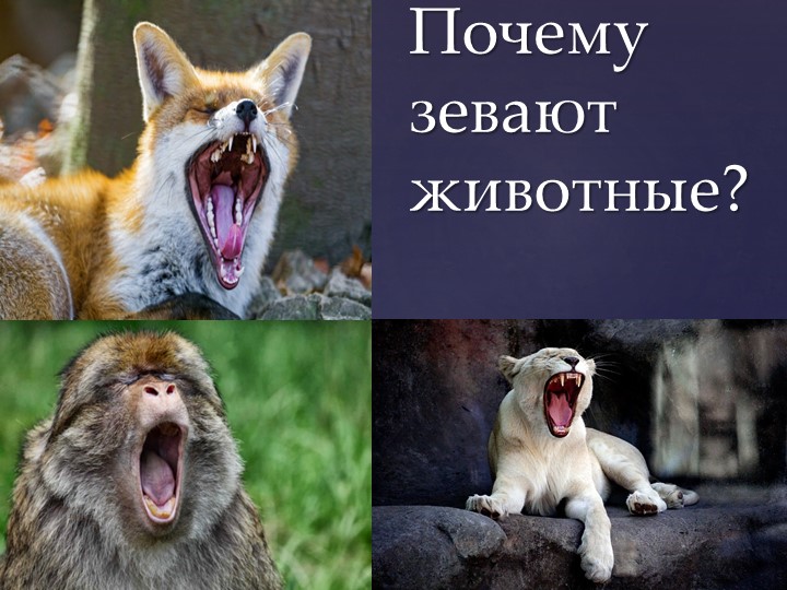 Презентация на тему: "Почему зевают животные" - Скачать школьные презентации PowerPoint бесплатно | Портал бесплатных презентаций school-present.com