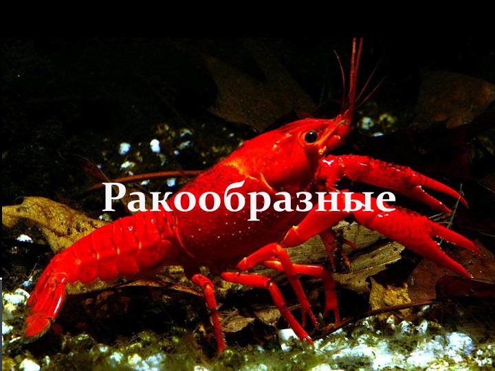 Презентация "Кто такие ракообразные? И почему их называют санитарами водоёма?" - Скачать школьные презентации PowerPoint бесплатно | Портал бесплатных презентаций school-present.com