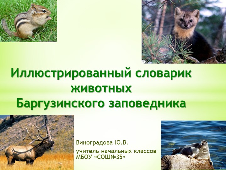 Иллюстрированный словарик животных Баргузинского заповедника - Скачать школьные презентации PowerPoint бесплатно | Портал бесплатных презентаций school-present.com