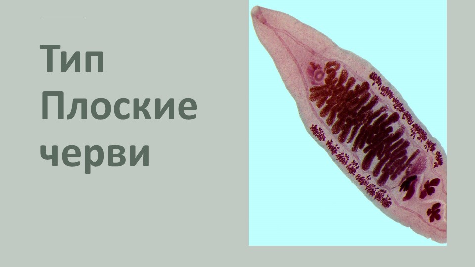 Презентация по биологии на тему "Тип Плоские черви" 7 класс - Скачать школьные презентации PowerPoint бесплатно | Портал бесплатных презентаций school-present.com