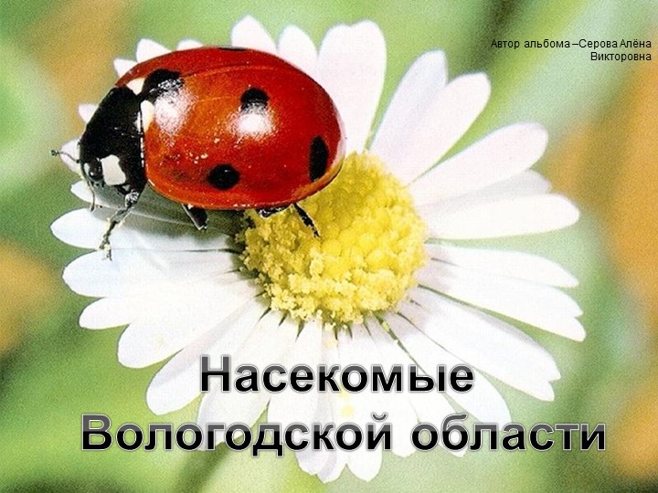 Презентация на тему "Насекомые Вологодской области" - Скачать школьные презентации PowerPoint бесплатно | Портал бесплатных презентаций school-present.com