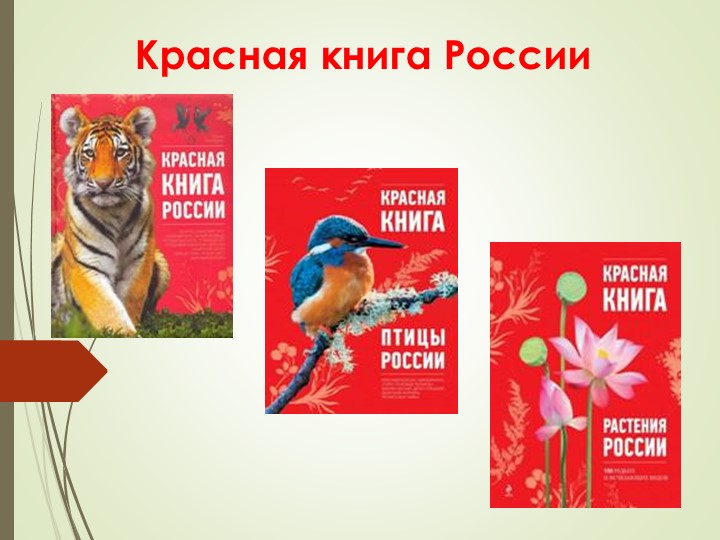 "Красная книга. Окружающий мир, 4 класс" - Скачать школьные презентации PowerPoint бесплатно | Портал бесплатных презентаций school-present.com