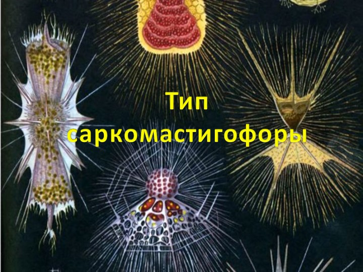 Презентация по биологии "Тип Саркомастигофоры" (7 класс) - Скачать школьные презентации PowerPoint бесплатно | Портал бесплатных презентаций school-present.com