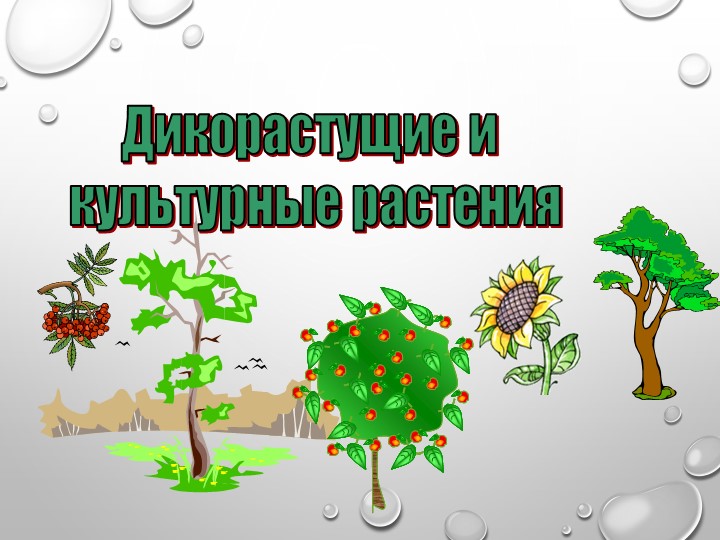 Презентация " Дикорастущие и культурные растения" - Скачать школьные презентации PowerPoint бесплатно | Портал бесплатных презентаций school-present.com