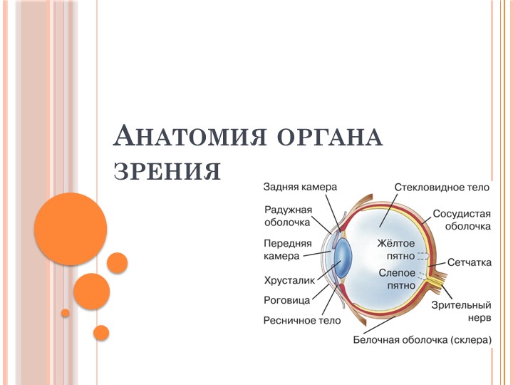 Презентация на тему: "Анатомия органа зрения" - Скачать школьные презентации PowerPoint бесплатно | Портал бесплатных презентаций school-present.com
