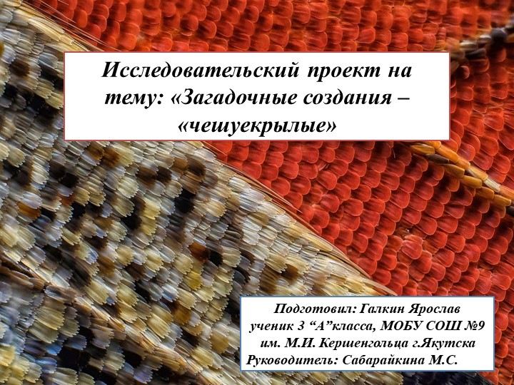 Исследовательский проект "Загадочные создания - чешуекрылые" - Скачать школьные презентации PowerPoint бесплатно | Портал бесплатных презентаций school-present.com