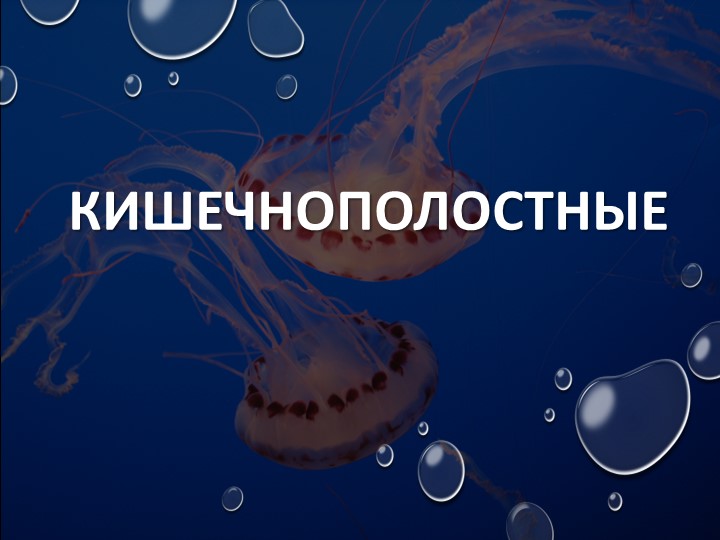 Презентация по биологии на тему "Кишечнополостные животные" 7 класс - Скачать школьные презентации PowerPoint бесплатно | Портал бесплатных презентаций school-present.com