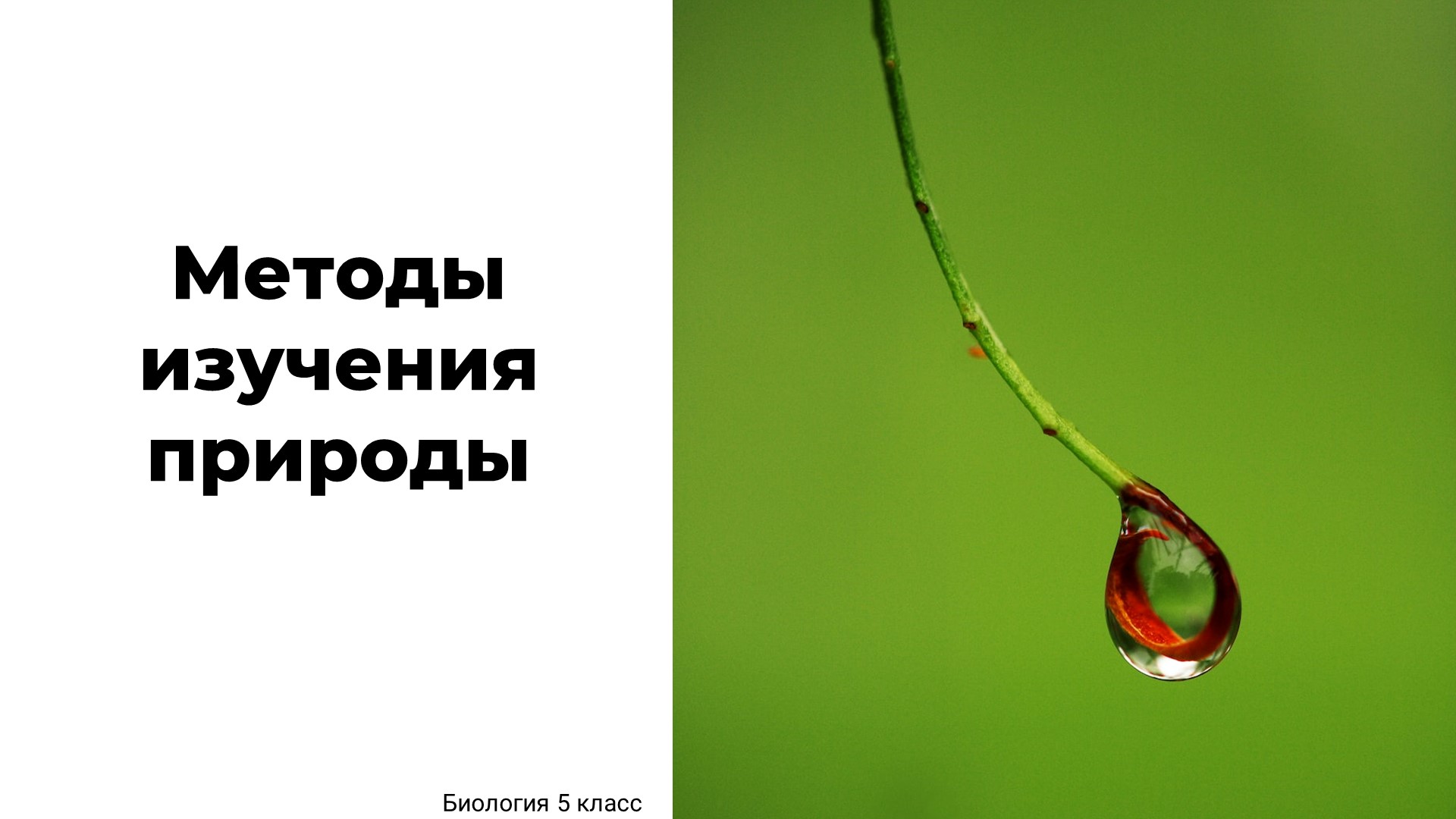 Методы изучения живой природы - Скачать школьные презентации PowerPoint бесплатно | Портал бесплатных презентаций school-present.com