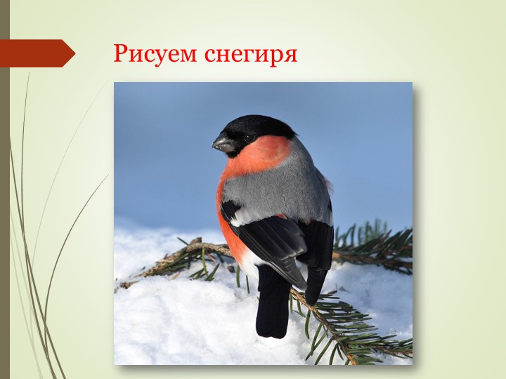 Поэтапное рисование снегиря (3 класс). - Скачать школьные презентации PowerPoint бесплатно | Портал бесплатных презентаций school-present.com
