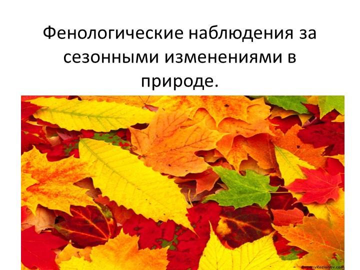 Презентация на тему: "Фенология" - Скачать школьные презентации PowerPoint бесплатно | Портал бесплатных презентаций school-present.com