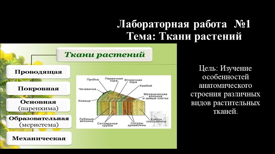 Презентация по ботанике на тему "Анатомическое строение тканей" (для СПО) - Скачать школьные презентации PowerPoint бесплатно | Портал бесплатных презентаций school-present.com