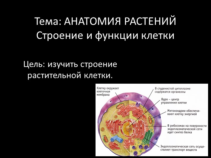 Презентация по ботанике на тему "Анатомическое строение клетки" (для СПО) - Скачать школьные презентации PowerPoint бесплатно | Портал бесплатных презентаций school-present.com