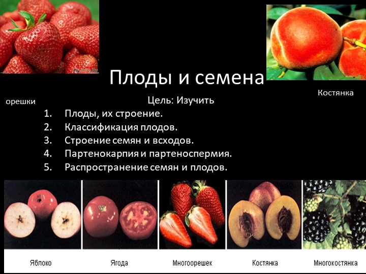 Презентация по ботанике на тему "Морфологическое строение плодов и семян" (для СПО) - Скачать школьные презентации PowerPoint бесплатно | Портал бесплатных презентаций school-present.com