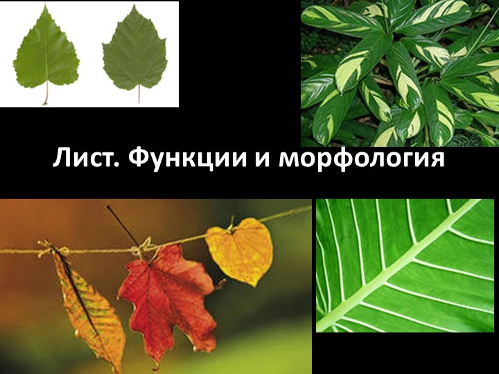Презентация по ботанике на тему "Морфологическое строение листа" (для СПО) - Скачать школьные презентации PowerPoint бесплатно | Портал бесплатных презентаций school-present.com