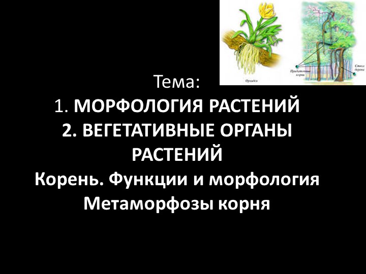 Презентация по ботанике на тему "Морфологическое строение корня" (для СПО) - Скачать школьные презентации PowerPoint бесплатно | Портал бесплатных презентаций school-present.com