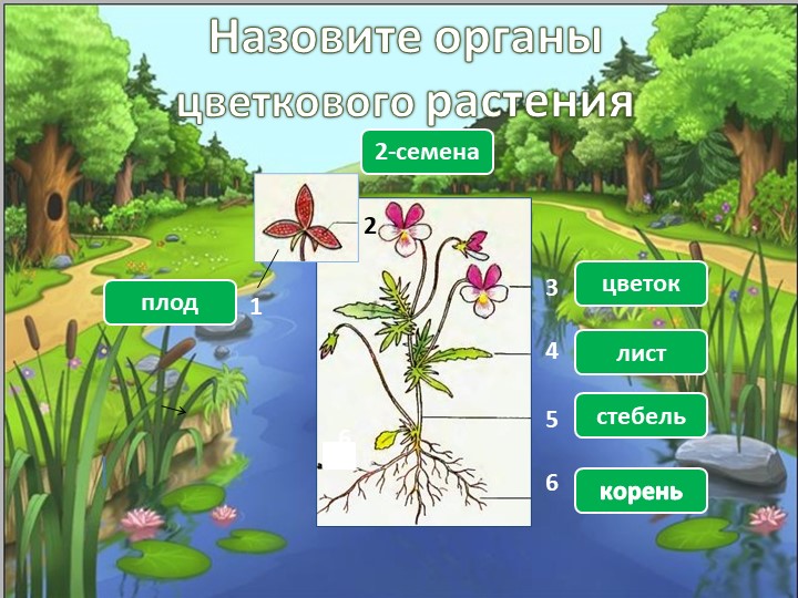 Урок биологии в 5 классе «Значение растений в природе и жизни человека» - Скачать школьные презентации PowerPoint бесплатно | Портал бесплатных презентаций school-present.com