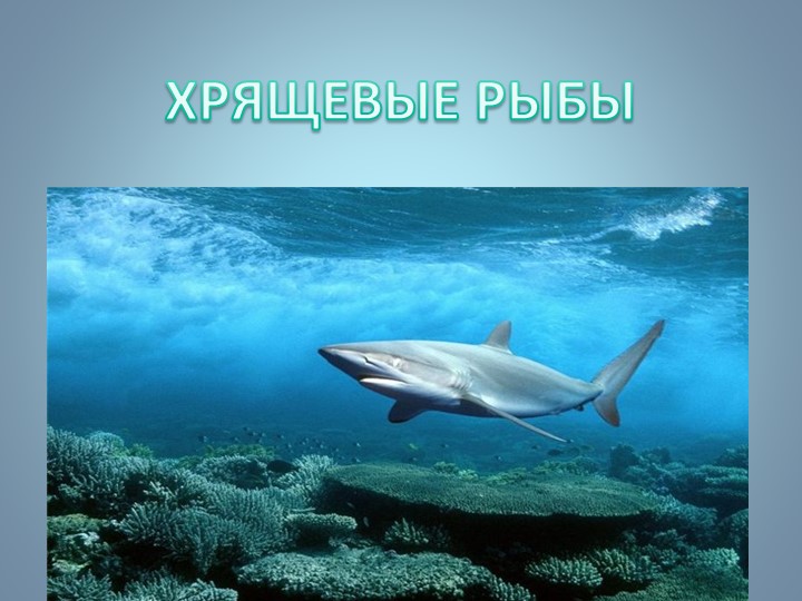 Презентация по биологии на тему "Хрящевые рыбы" - Скачать школьные презентации PowerPoint бесплатно | Портал бесплатных презентаций school-present.com