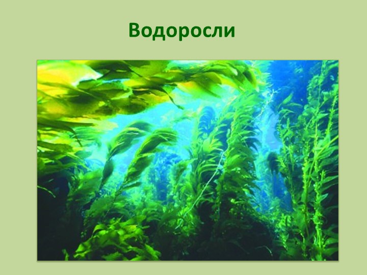 Презентация по биологии на тему "Водоросли" - Скачать школьные презентации PowerPoint бесплатно | Портал бесплатных презентаций school-present.com