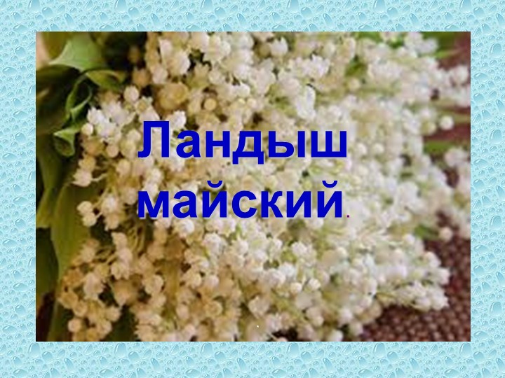 Презентация по биологии на тему "Ландыш" - Скачать школьные презентации PowerPoint бесплатно | Портал бесплатных презентаций school-present.com