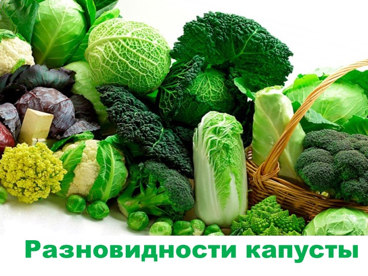 Презентация "Разновидности капусты" для детей подготовительной к школе группы. - Скачать школьные презентации PowerPoint бесплатно | Портал бесплатных презентаций school-present.com