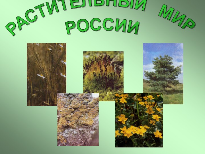 " Растительный мир России"( 7 класс) - Скачать школьные презентации PowerPoint бесплатно | Портал бесплатных презентаций school-present.com