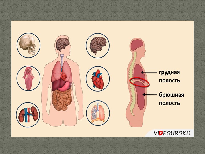 Презентация к уроку " Клеточное строение организма" - Скачать школьные презентации PowerPoint бесплатно | Портал бесплатных презентаций school-present.com