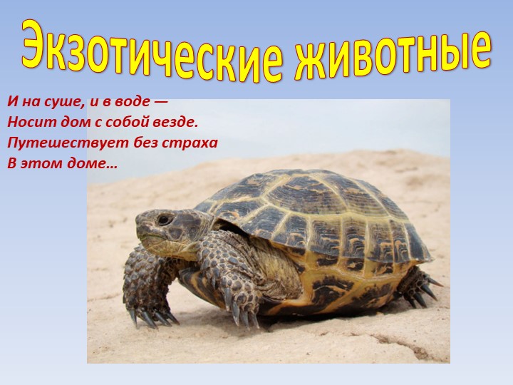 Электронное приложение к занятию по конструированию из ТИКО по теме "Зоопарк"" - Скачать школьные презентации PowerPoint бесплатно | Портал бесплатных презентаций school-present.com
