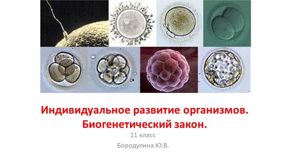 Презентация по биологии на тему "Индивидуальное развитие организмов. Биогенетический закон." (11 класс) - Скачать школьные презентации PowerPoint бесплатно | Портал бесплатных презентаций school-present.com
