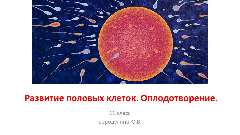 Презентация по биологии на тему "Развитие половых клеток. Оплодотворение." (11 класс) - Скачать школьные презентации PowerPoint бесплатно | Портал бесплатных презентаций school-present.com