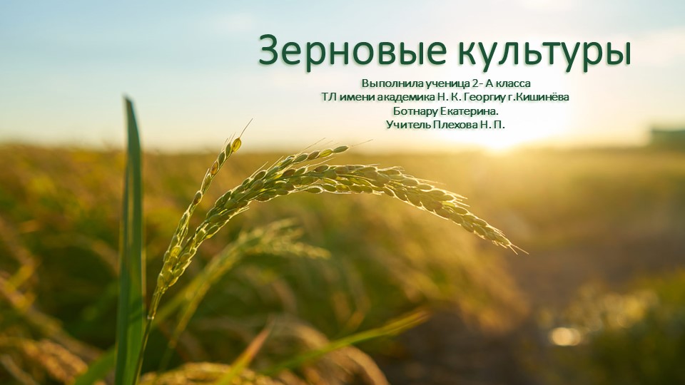 Презентация по познанию мира по теме: " Культурные и дикорастущие растения" 2 класс - Скачать школьные презентации PowerPoint бесплатно | Портал бесплатных презентаций school-present.com