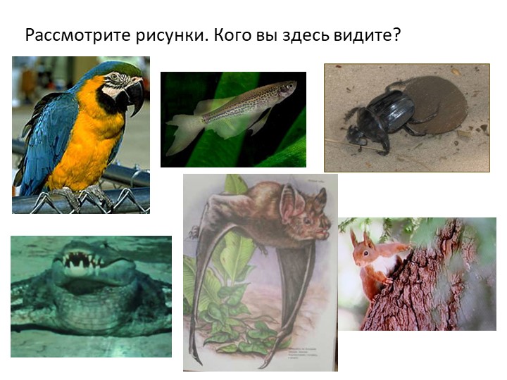 Презентация по окружающему миру на тему " Кто такие звери" ( 1 класс) - Скачать школьные презентации PowerPoint бесплатно | Портал бесплатных презентаций school-present.com