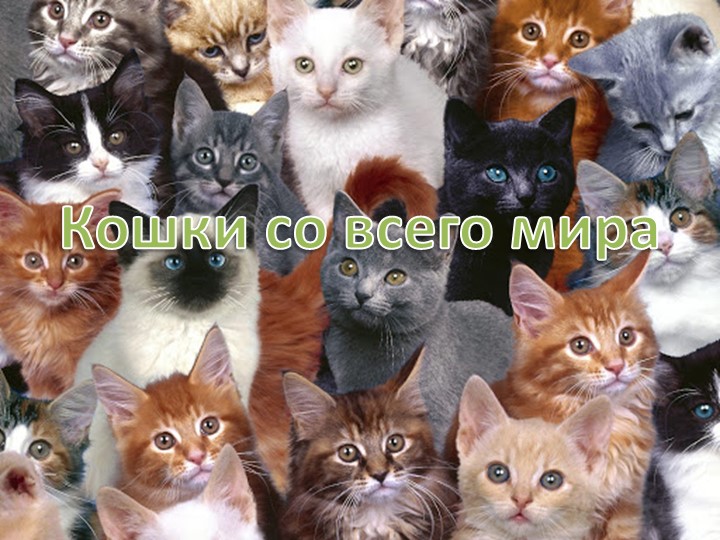 Презентация "Кошки со всего мира" - Скачать школьные презентации PowerPoint бесплатно | Портал бесплатных презентаций school-present.com