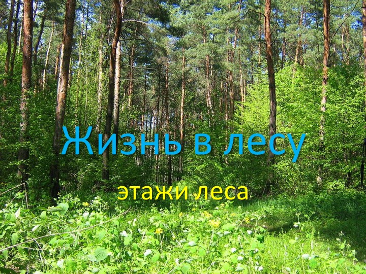 Презентация по экологии "Этажи леса" - Скачать школьные презентации PowerPoint бесплатно | Портал бесплатных презентаций school-present.com
