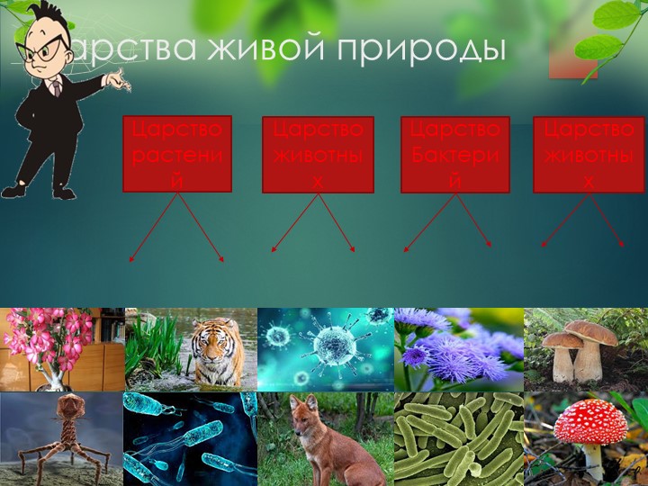 Открытый урок по грибам - Скачать школьные презентации PowerPoint бесплатно | Портал бесплатных презентаций school-present.com