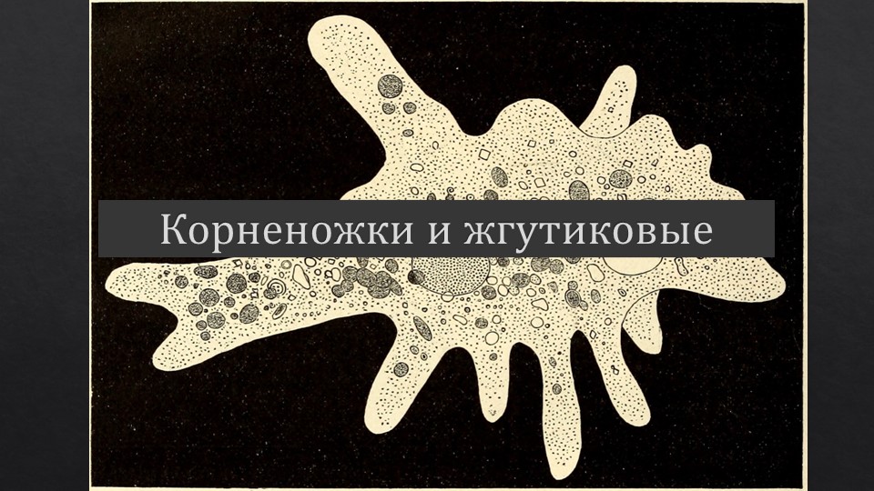 Презентация на тему "Корненожки и Жгутиковые" - Скачать школьные презентации PowerPoint бесплатно | Портал бесплатных презентаций school-present.com
