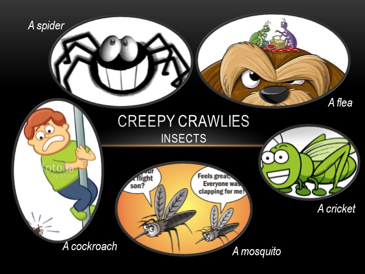 Презентация к уроку «Creepy crawlies» - Скачать школьные презентации PowerPoint бесплатно | Портал бесплатных презентаций school-present.com