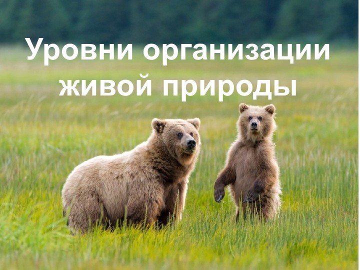 Презентация по биологии "Уровни организации живой природы" - Скачать школьные презентации PowerPoint бесплатно | Портал бесплатных презентаций school-present.com