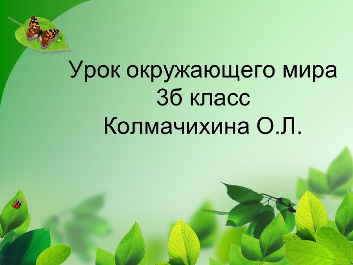 Презентация к уроку по окружающему миру "В царстве грибов" - Скачать школьные презентации PowerPoint бесплатно | Портал бесплатных презентаций school-present.com