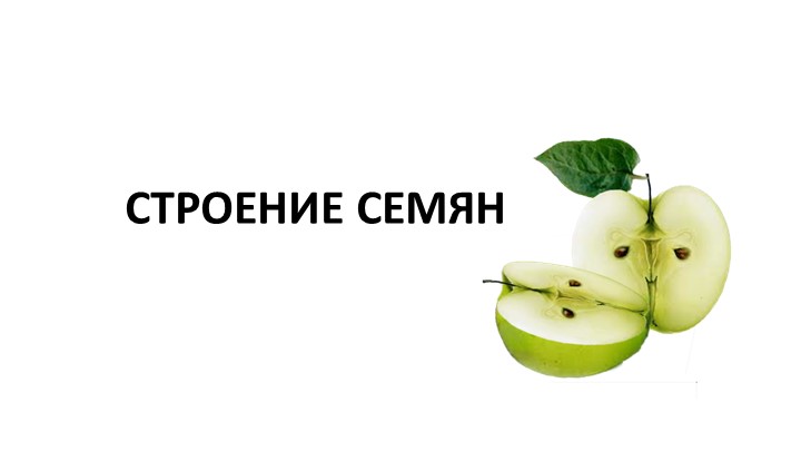 Презентация на тему "Семя. Корень: строение, значение" - Скачать школьные презентации PowerPoint бесплатно | Портал бесплатных презентаций school-present.com