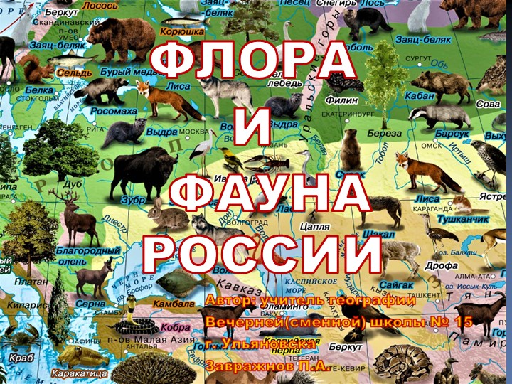 Презентация по географии: "Флора и фауна России" (8 класс) - Скачать школьные презентации PowerPoint бесплатно | Портал бесплатных презентаций school-present.com