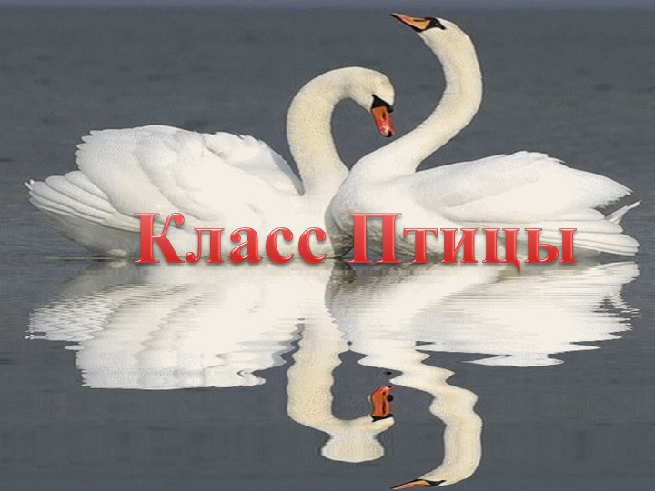 Презентация по биологии "Класс птицы" (7 класс) - Скачать школьные презентации PowerPoint бесплатно | Портал бесплатных презентаций school-present.com