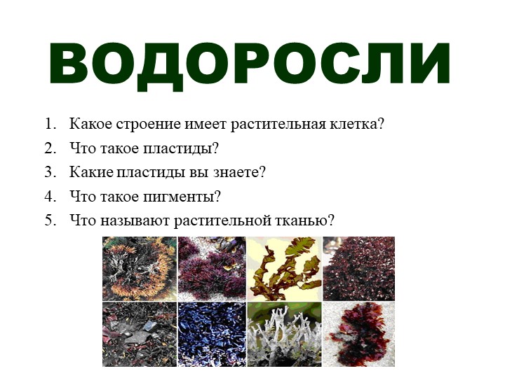 Презентация по биологии "Водоросли" (5 класс) - Скачать школьные презентации PowerPoint бесплатно | Портал бесплатных презентаций school-present.com